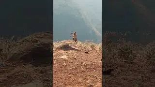 🐒🐒बंदर ice गोला खाते हुये | Monkey Eating Ice Gola at Lonavala Tiger Point #viral #animals #monkey