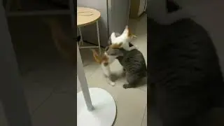 Кошачье самбо