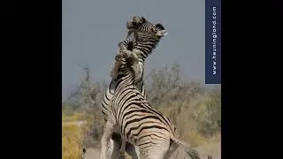 Damaraland, Etosha & Kaokoveld saam met Toast Coetzer
