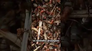 🐜 A Vida Secreta das Colônias de Formigas: Como Elas Vivem! 🔍 #formiga #insectos #natureza