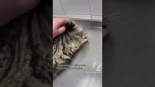 Когда звонишь маме, чтоб забрали с ветклиники #ветклиникаодесса #ветеринар #ветеринародесса