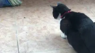 Cute Cat Stories - This cat ain’t cute here!