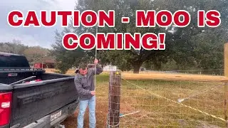 ELECTRIC AND READY - Here comes MOO