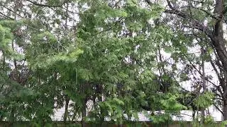 Rain with bird sounds