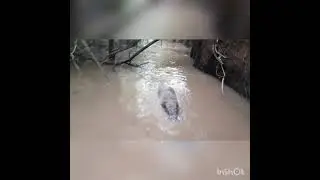 bruto no ribeirão