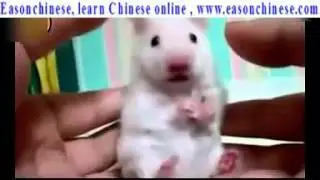 217 super adorable funny cute animal collection