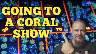 Another Successful Coral Show