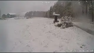 an extremely rare snowy owl in centran finland