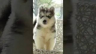 Wow, so cude... Ein kleiner Hund jault wie ein Wolf in der Nacht :-)