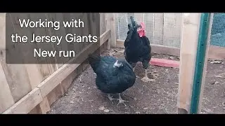 Chicken Run is Starting Looks Good @JacquelineJaroffaith #jerseygiant #chicken