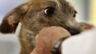 Dica Avesso Saúde Oral Canina