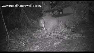 Busy Kiwi!