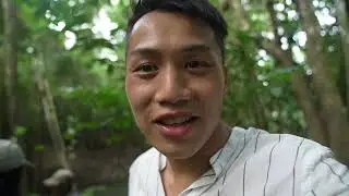 The Rainforest is WILD