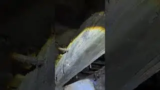 Beciul Casei Parasite e plin de Lilieci
