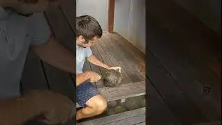 Сколько воды находится в кокосе? Как вскрыть кокос? #bali #indonesia #shorts #video #vlog #2023