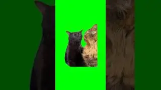 Green Screen Black Cat Zoning Out Meme