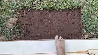 Termites - Before and After preliminary treatment