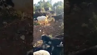 es selamün aleyküm 