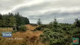 Caccia al Cervo - Antonio su maschio tiro e recupero