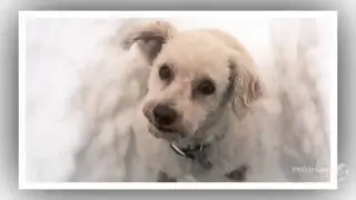 TerriPoo Dog breed