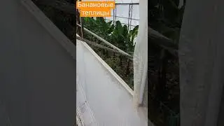Как собирают урожай бананов 4 раза за сезон в Турции!