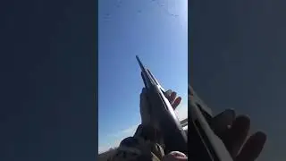 Дальний выстрел, охота на гуся, гуменник добыт...