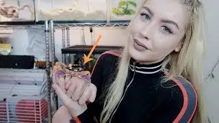 I'VE GOT CRABS...As a Pet. (Meet My Halloween Crab)