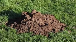 Mole