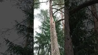 дятлиное дупло