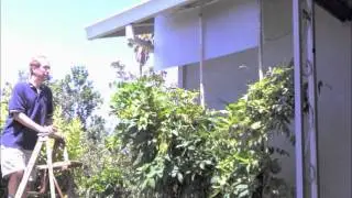 Building protection for the dove's nest