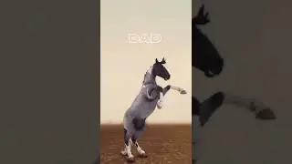 #ssoedit #starstableonlinehorses #starstableonlinenewhorses #horsegame #starstableonlineedit #edit