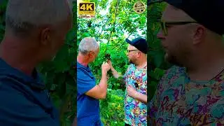 Вишня сочная мощная спелая крутая 