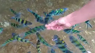 Голодные рыбки Ко Тао
