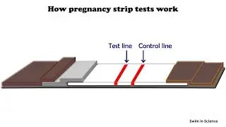 Workflow of a pregnancy strip test