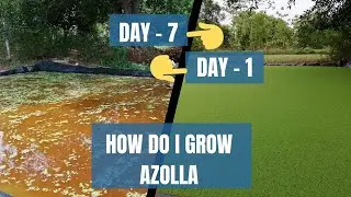 How do I grow azolla | Gowing azolla  step by step | KRP farm