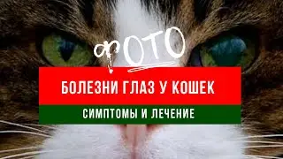 Болезни глаз у кошек |фото - симптомы и лечение