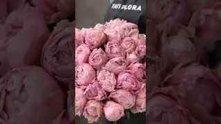 Факты о пионах