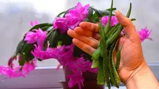 Домашние Цветы Цветут Как Сумасшедшие После Этой Подкормки!