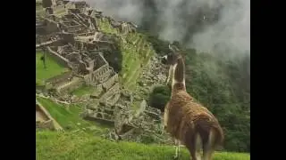 Machu Picchu lama view