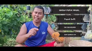 How to Make Liquid Organic Fertilizer (POC) from Pineapple as a Substitute for KCL Fertilizer