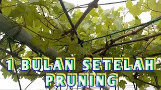 KONDISI ANGGUR SETELAH 1 BULAN PRUNING..