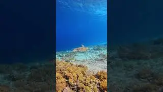 FREEDIVING WITH TURTLE GILI TRAVANGAN