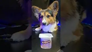 ASMR Mukbang Yogurt 🍨 Corgi Dog Eating 6 🐕 #asmr #mukbang #dog #corgi #eating