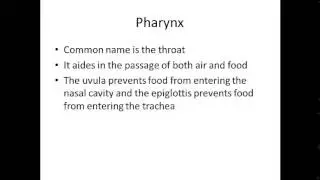 Respiratory System Lecture 1