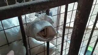 ДЕЗИНФЕКЦИЯ курятника//Переселение ЛИВЕНСКИХ КУР