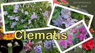 CLEMATIS 🌳: consigue una EXPLOSION DE COLOR 🎆y conoce los CUIDADOS de esta fascinante TREPADORA 🥰.