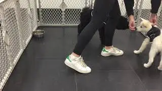 TPSC PK Rocky & Clover - Gotcha Game