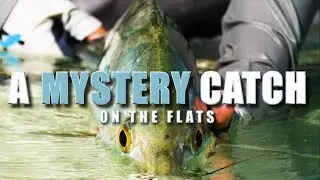 A Mystery Catch - Alphonse Island Saint Francois Atoll