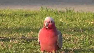 PARROTS  - Galah Cackatoo  (Australian)