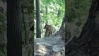 A Beautiful Red Fox